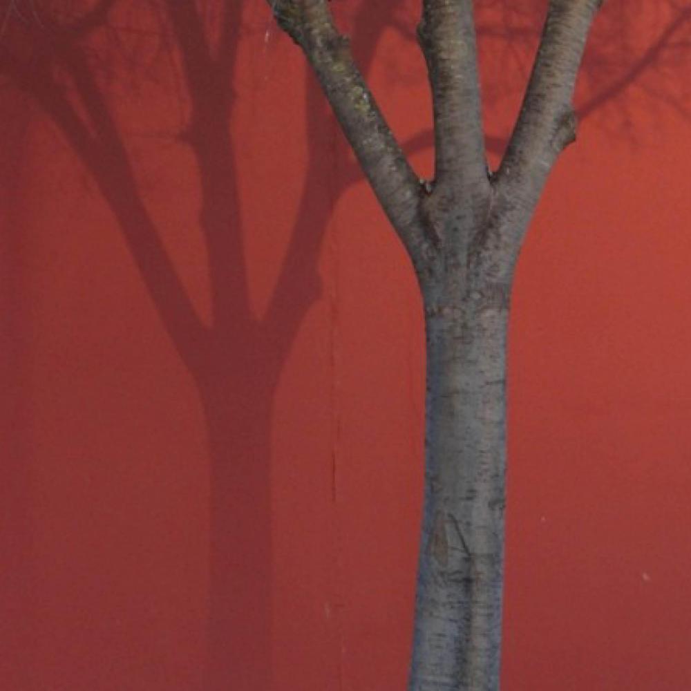 Fotografias Musicadas II